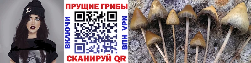 купить наркотик  Павловская  Галлюциногенные грибы мицелий 